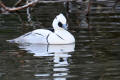 Smew