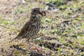 Song Thrush