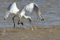 Spoonbill