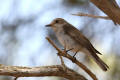 Spotted Flycatcher