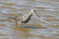 Spotted Redshank