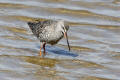 Spotted Redshank