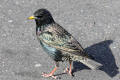 Starling