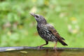 Starling