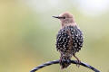 Juvenile Starling