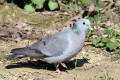 Stock Dove