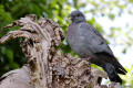 Stock Dove
