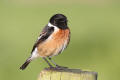 Stonechat