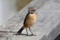 Stonechat