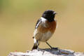 Stonechat