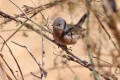 Subalpine Warbler