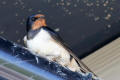 Barn Swallow