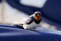 Barn Swallow