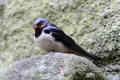 Barn Swallow