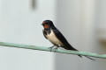 Barn Swallow