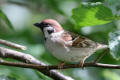 Tree Sparrow