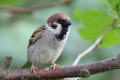 Tree Sparrow