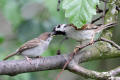 Tree Sparrow