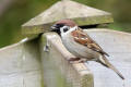 Tree Sparrow