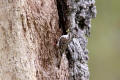 Treecreeper