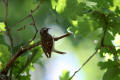 Treecreeper