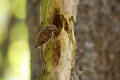 Treecreeper