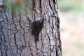 Treecreeper