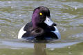 Tufted Duck