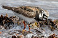 Turnstone