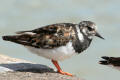 Turnstone