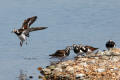 Turnstone