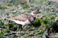 Turnstone