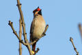 Waxwing