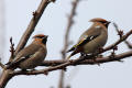 Waxwing