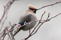 Waxwing