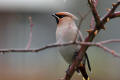 Waxwing