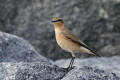 Wheatear