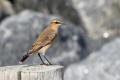 Wheatear