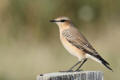 Wheatear