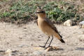 Wheatear