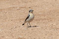 Wheatear