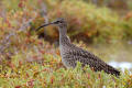 Whimbrel