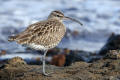 Whimbrel