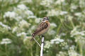 Whinchat