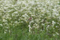 Whinchat