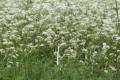 Whinchat