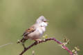 Whitethroat