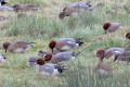 Wigeon