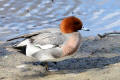 Wigeon