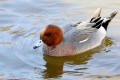 Wigeon